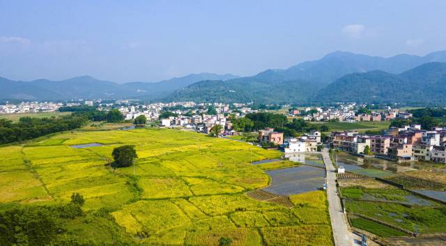 南方農(nóng)村報(bào) 惠婷婷 拍攝