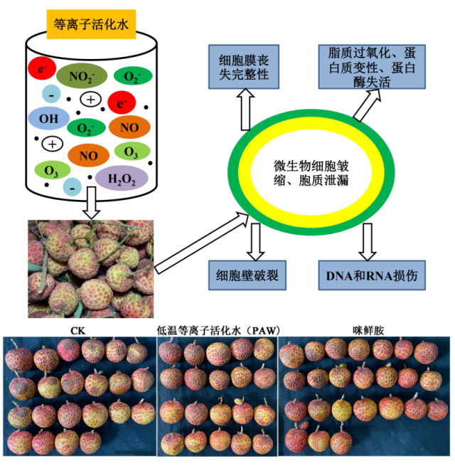  荔枝等离子体冷杀菌技术