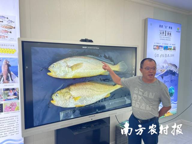 顏闊秋講解硇洲族大黃魚的優(yōu)勢特點