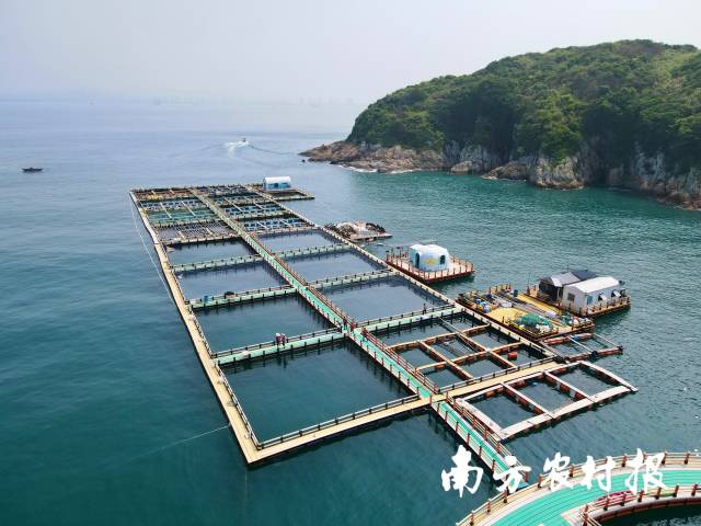 鰉鯨公司在惠東圣告島海域建設(shè)的海洋牧場