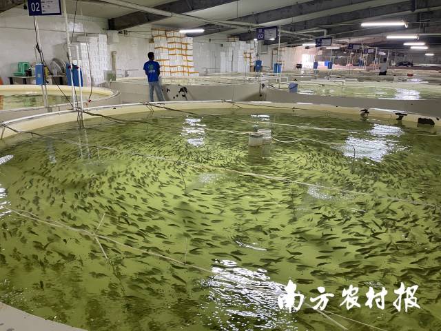 鰉鯨公司育苗車間