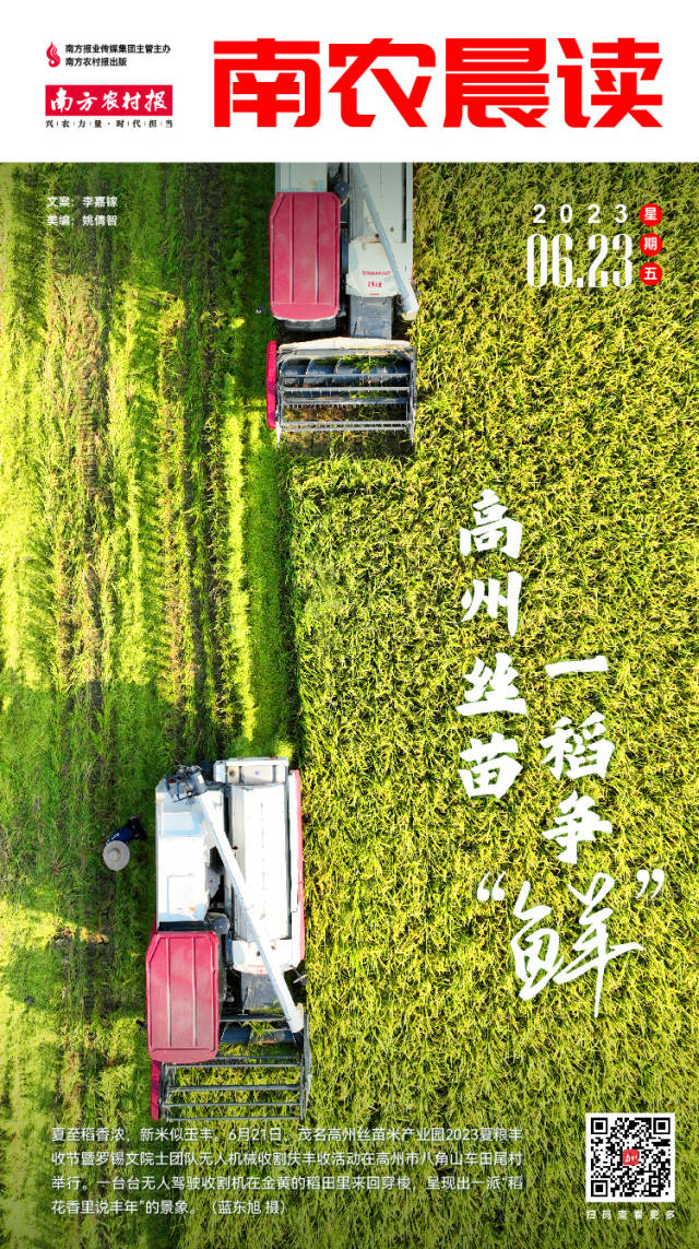 南农晨读丨高州丝苗，一稻争“鲜”