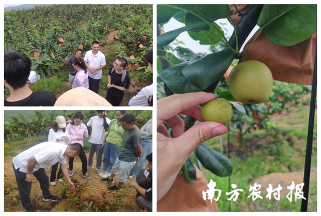 特派員團(tuán)隊(duì)管理的水晶梨果樹，結(jié)果個(gè)頭更大（右）