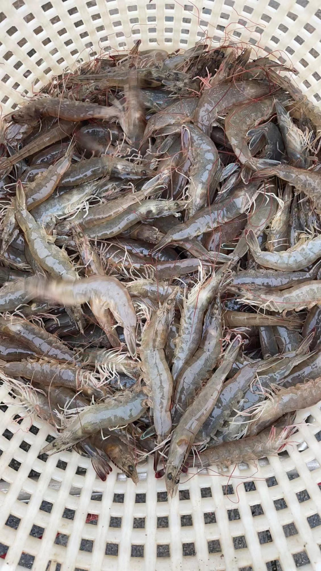 生物活性饲料添加剂在甲壳动物养殖中的应用