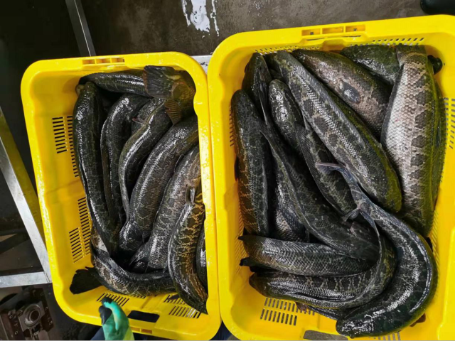 生物活性饲料添加剂在杂交鳢养殖中的应用