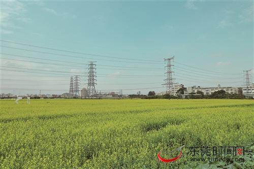 2022年，东莞市实现恢复耕地5200亩，在这座制造业城市中守住宝贵的农田资源