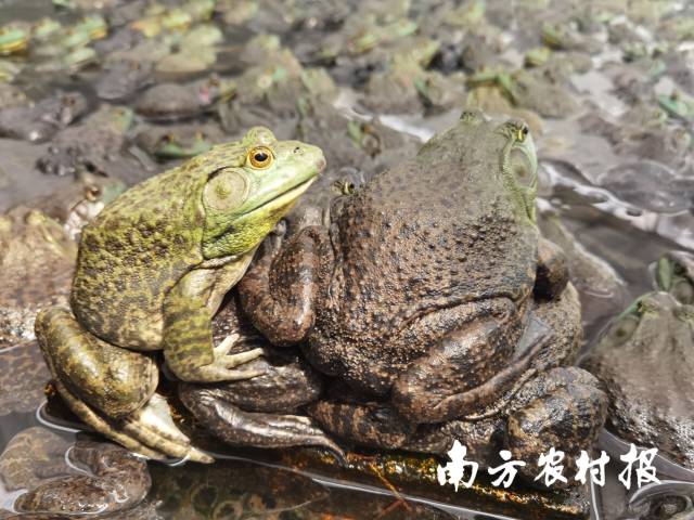 南方农村报 孙岁寒 拍摄