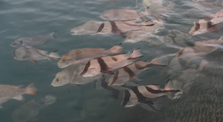 深海养殖的鱼。