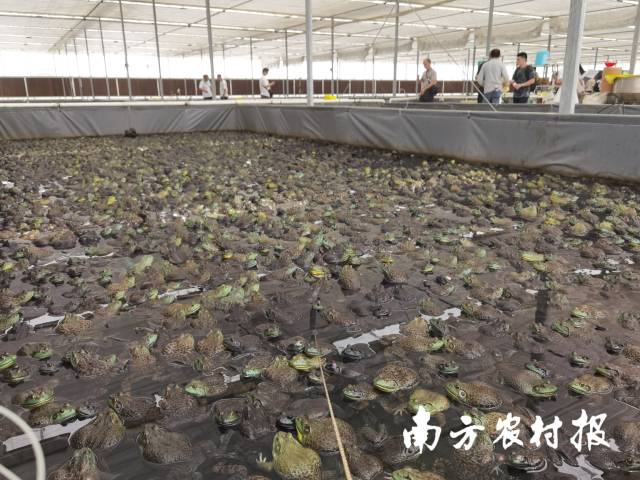 南方农村报 孙岁寒 拍摄