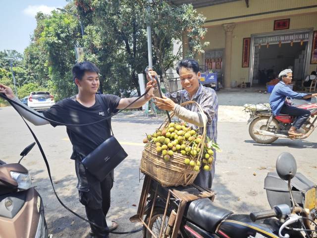 何容伟在收购档口收购荔枝。