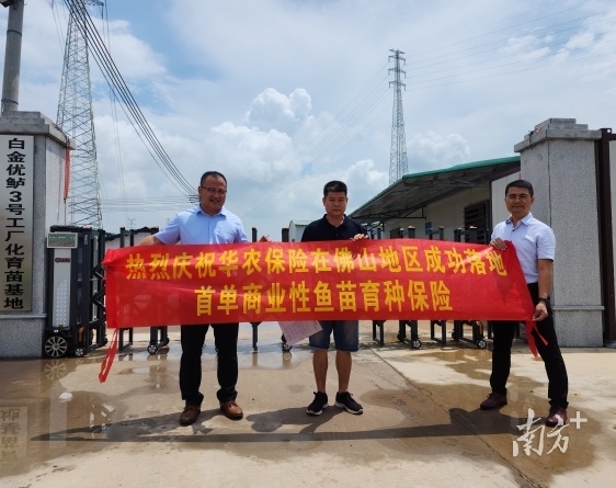 华农保险在佛山落地首单创新型鱼苗育种保险。华农保险供图