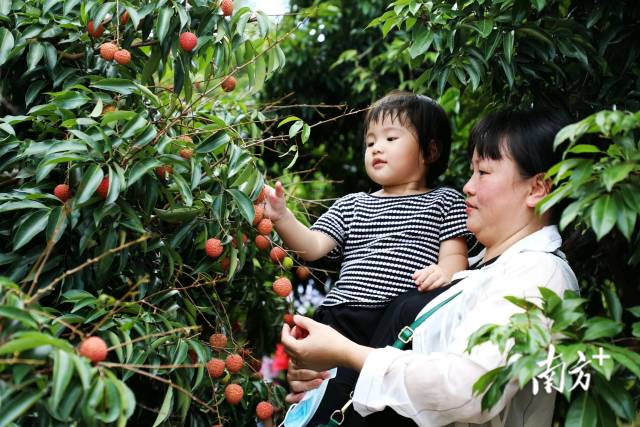 市民采摘雷嶺荔枝,。