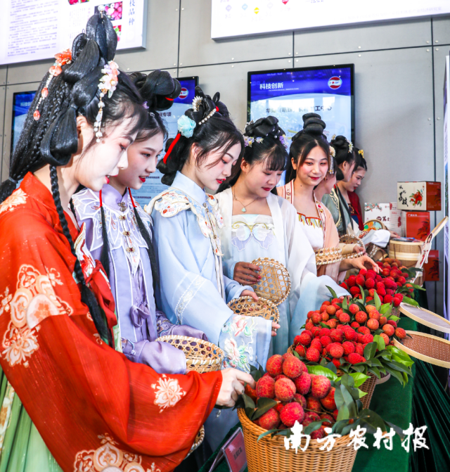 古装美女品味从化荔枝。