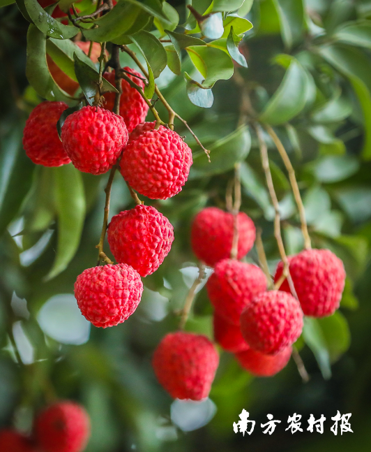 从化荔枝新贵——井岗红糯火热上市！