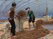 德庆：一棵巴戟 带富万民 | 绿美广东·生态优品③