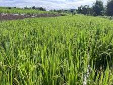 兴宁宁中镇：旱地变良田，振兴添活力