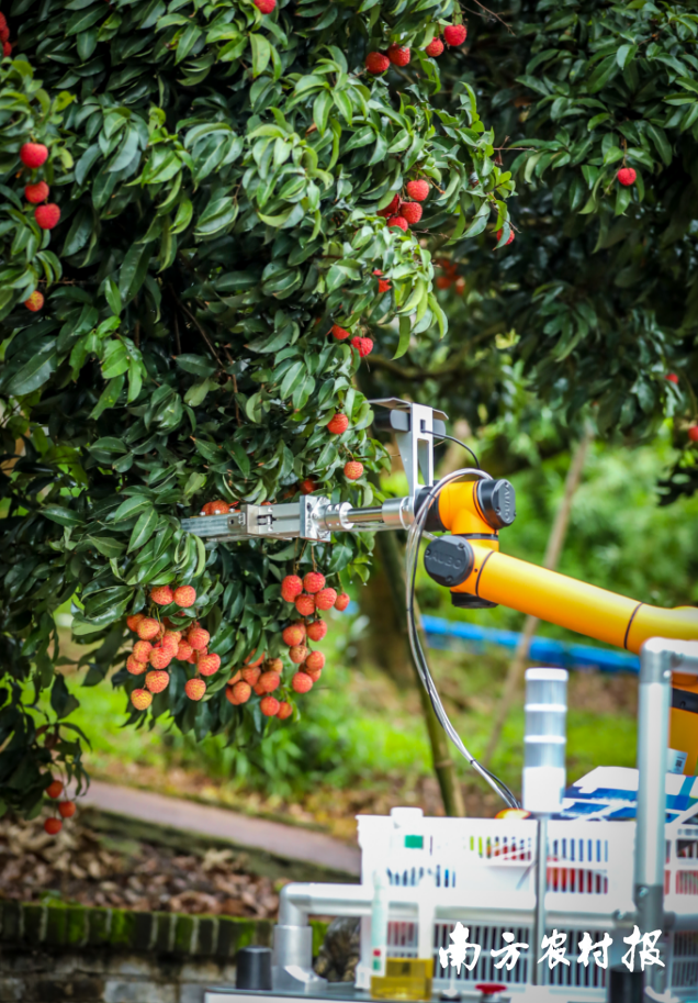 南方农村报 陈志深 拍摄