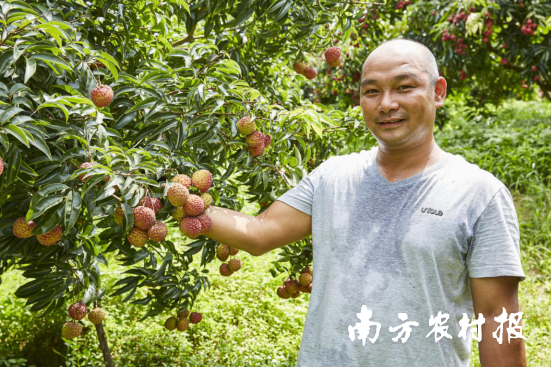 售价超普通荔枝3倍！博罗响水社区大力推广珍稀品种荔枝