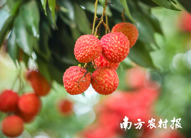 南方农村报 陈志深 拍摄