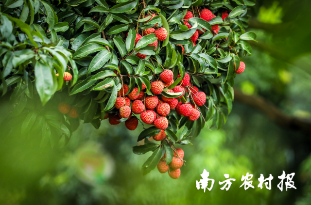 南方农村报 陈志深 拍摄