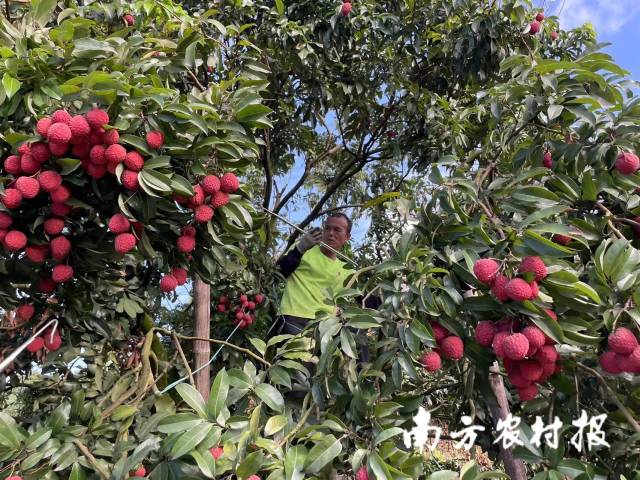 果农挑摘增城仙进奉荔枝