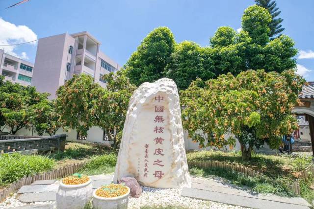 郁南县建城镇无核黄皮母树