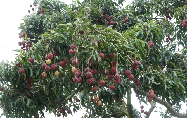 千名村书记柏桥讲堂取经:小小荔枝如何撬动茂名百亿级产业?_南方+_南方plus