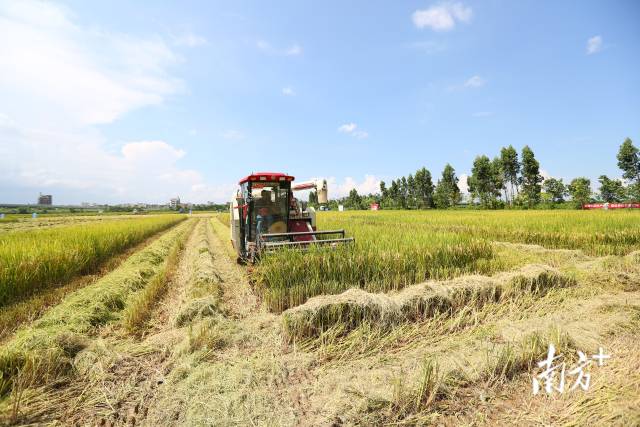 6月27日，2023年广东省夏收水稻机收减损技能大比武活动在湛江市雷州市举办。