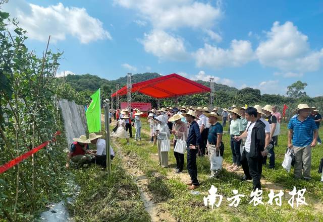 活动现场参观豇豆绿色种植标准化生产示范基地