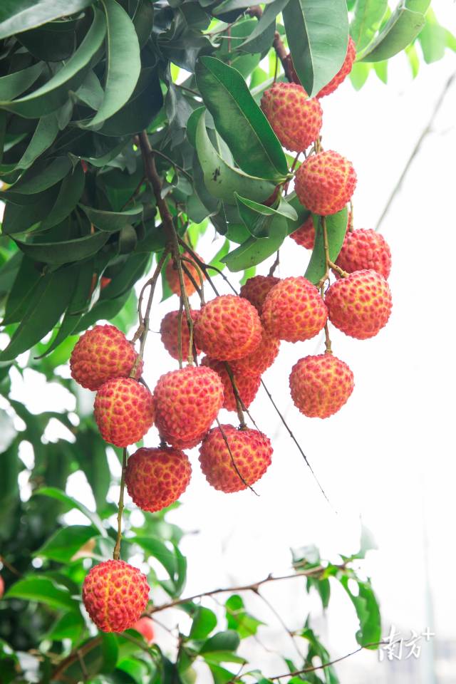 荔枝新贵井岗红糯。