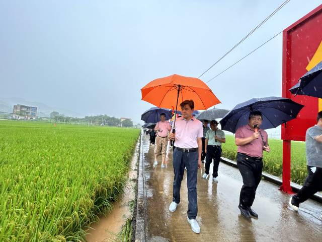 柏连阳带领参会代表到水美村试验示范基地进行深汕早稻示范点观摩。