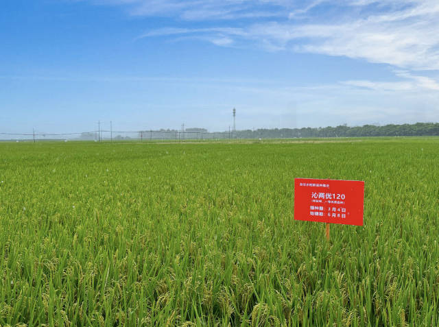 杂交水稻新品种展示