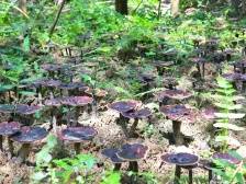 聚焦“百千万工程”|蕉岭：龙头跑起来 产业强起来