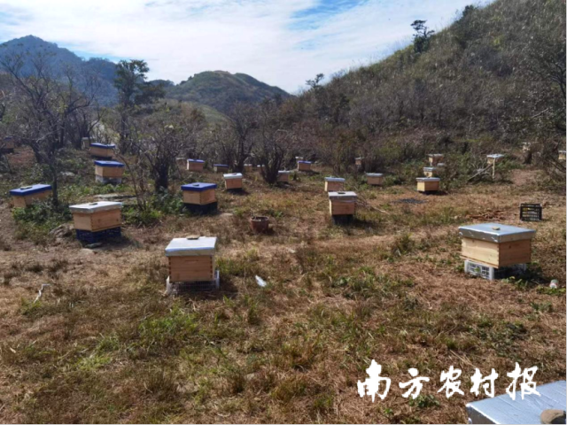 边浪村林下蜜蜂养殖基地。