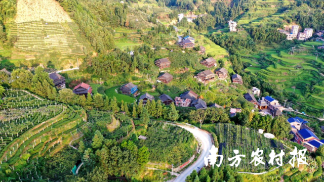 归东村山野葡萄种植基地。