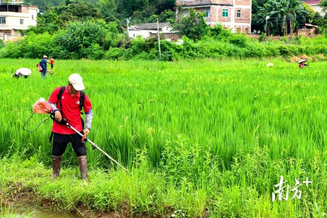 村民在水稻种植基地开展除草工作。