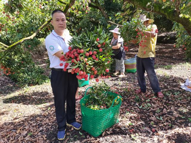 叶浓青与荔枝新品种。