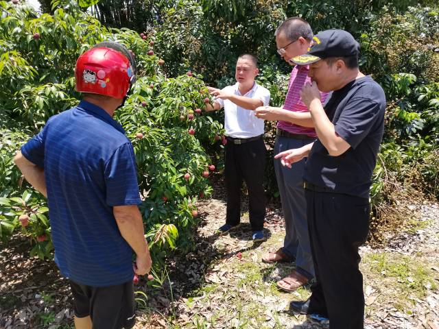 叶浓青正在给果农讲解荔枝种植与嫁接技术。