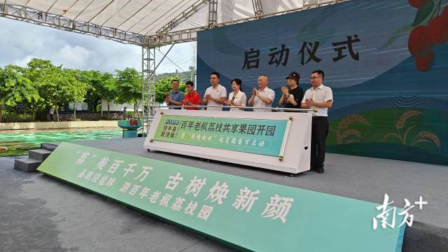 “联饶桂味”红了！饶平百年老枞荔枝共享果园开园