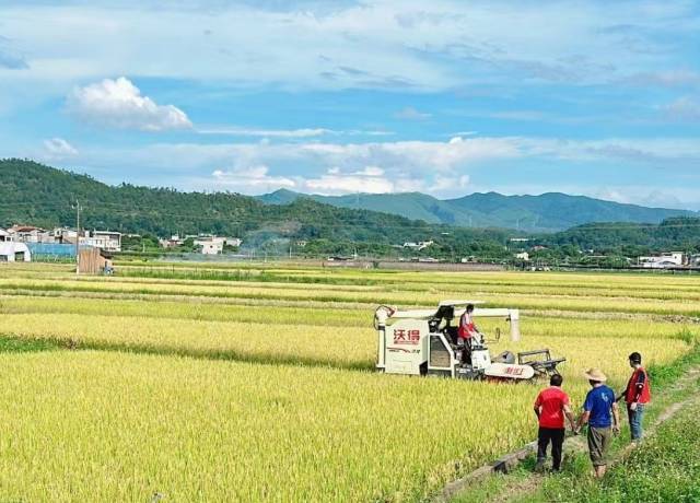 广东各地早稻已陆续开始收割  受访者供图