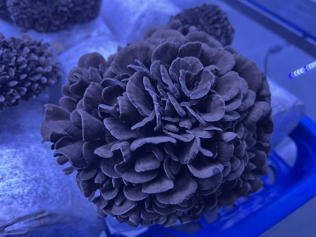 星河种业的灰树花菌菇