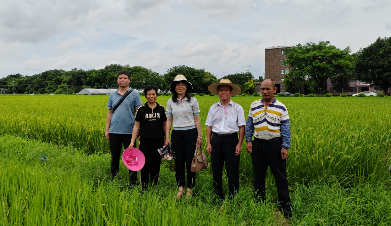 专家们在水稻示范基地进行田间考察