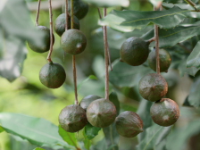 阳江唯一！阳春坚果种植入选省级标准化试点项目