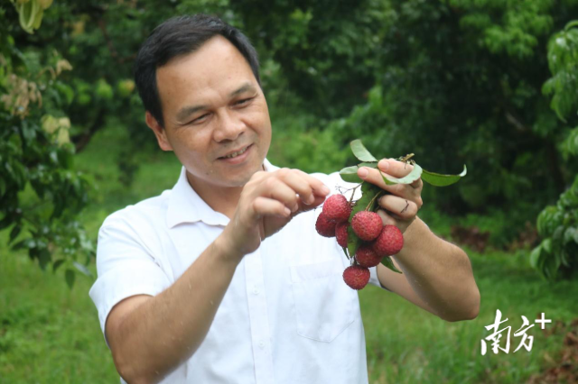 傅杰东展示荔枝品种-御金球。黄山桂 摄