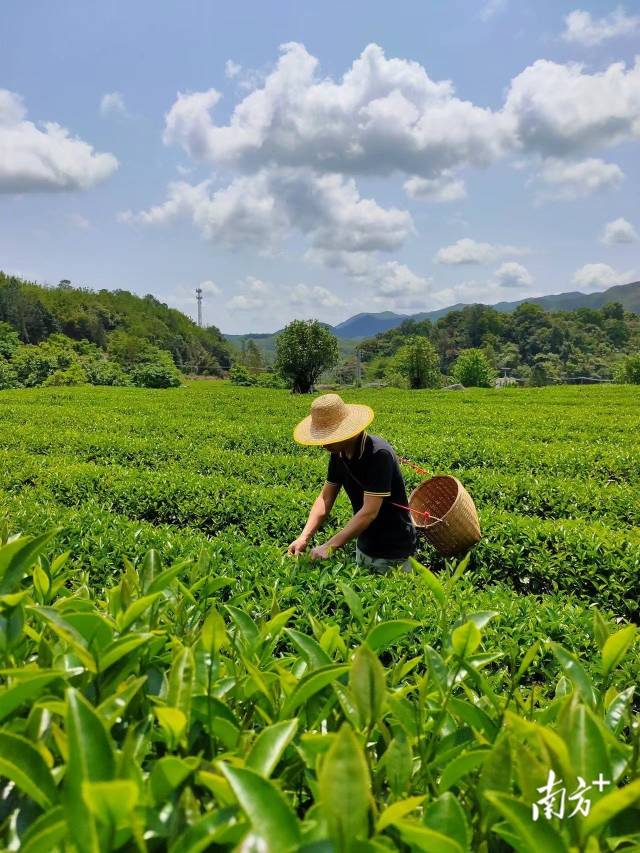  嶺露紅茶園,。受訪者供圖