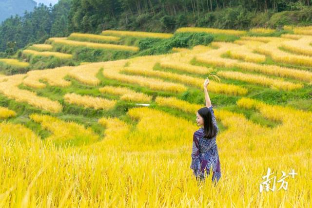 清远连山梯田