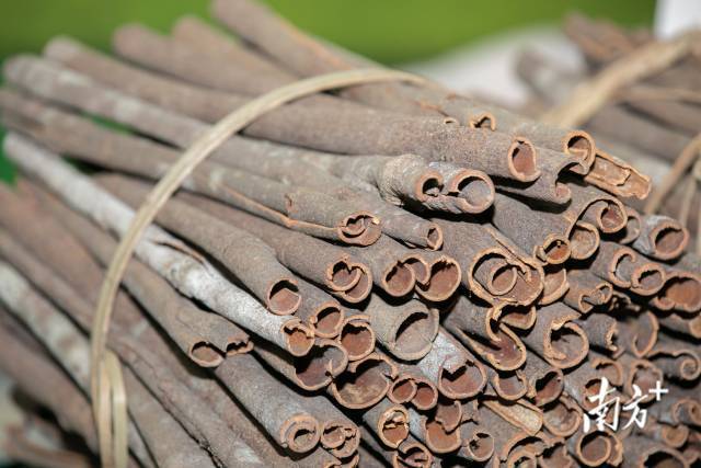 罗定肉桂气香浓烈，味甜辣