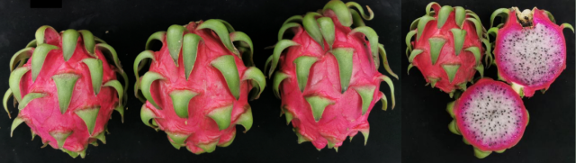 双色2号火龙果果实