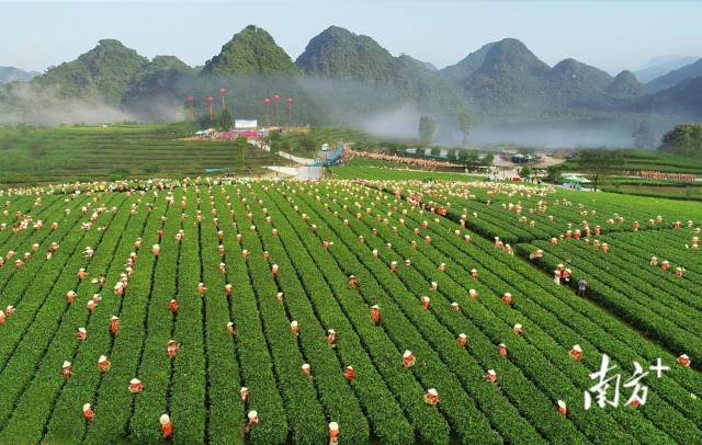 英德紅茶現(xiàn)代農(nóng)業(yè)產(chǎn)業(yè)園的標(biāo)準(zhǔn)化茶葉種植基地