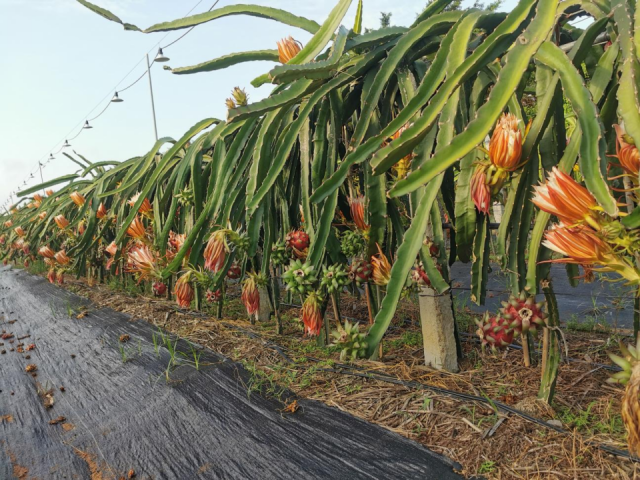 双色2号火龙果开花结果情况